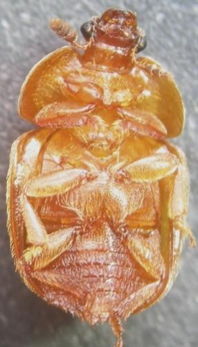 Réf. 7 374 : Cychramus luteus