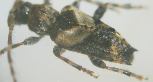 Pogonocherus hispidus