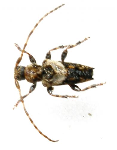 Pogonocherus hispidus