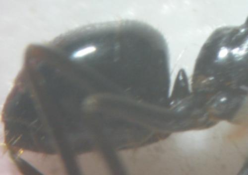Lasius fuliginosus