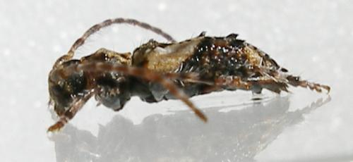 Pogonocherus hispidus