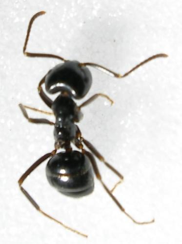 Lasius fuliginosus