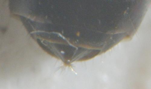 Lasius fuliginosus