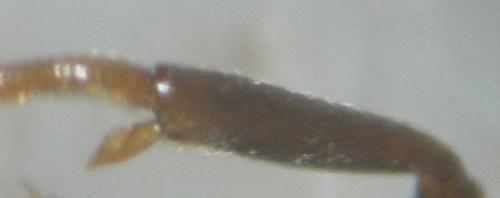 Lasius fuliginosus