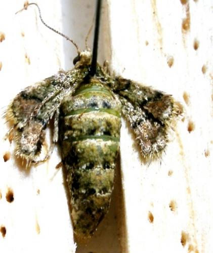 Agriopis marginaria