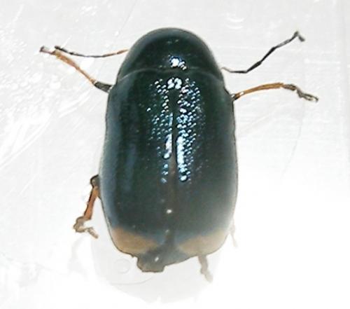 Réf. 7 461 : Cryptocephalus aquitanus