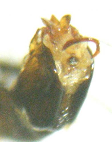 Cryptocephalus aquitanus
