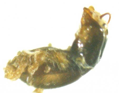 Cryptocephalus aquitanus