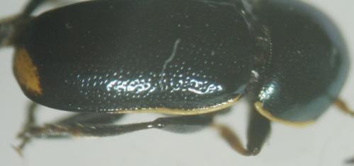 Réf. 7 464 : Cryptocephalus aquitanus