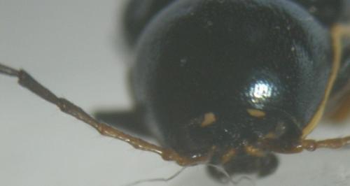 Réf. 7 460 : Cryptocephalus aquitanus