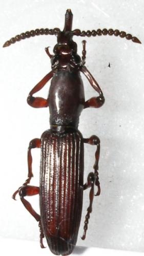 Réf. 7 583 : Amorphocephala coronata