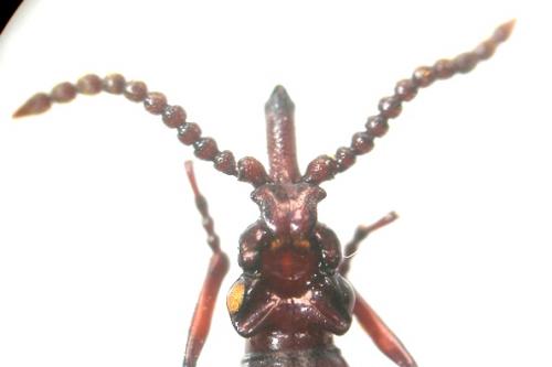Amorphocephala coronata
