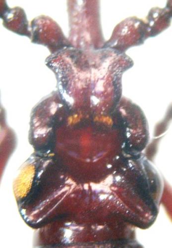 Amorphocephala coronata