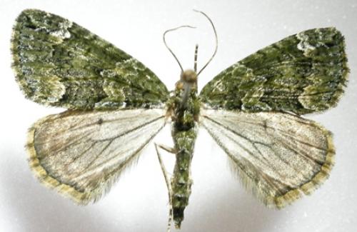 Chloroclysta siterata