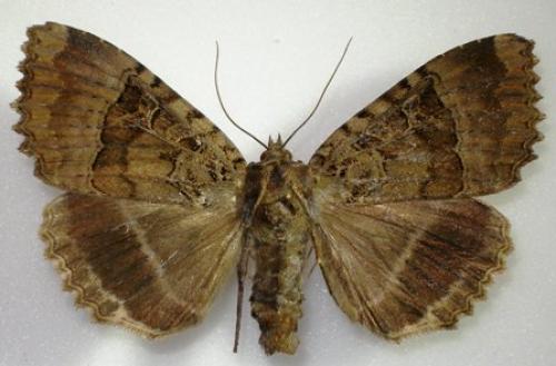 Réf. 7 718 : Mormo maura