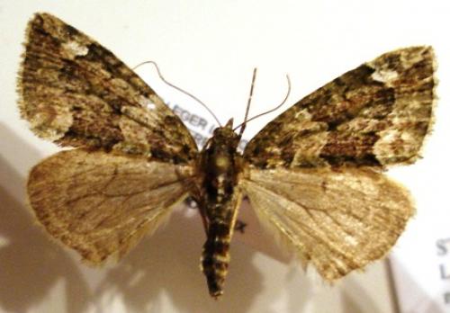 Réf. 7 748 : Chloroclysta siterata