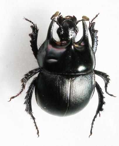 Typhaeus hiostius