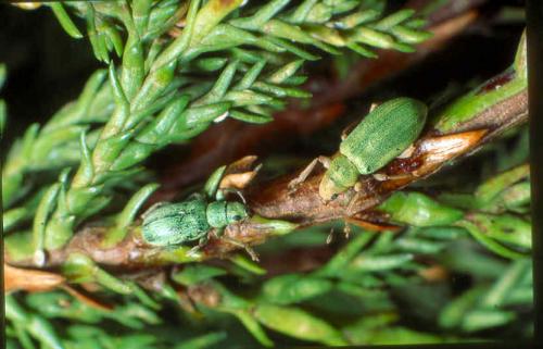 Réf. 7 425 : Pachyrhinus lethierryi