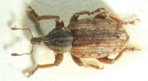 Réf. 7 392 : Hypera postica