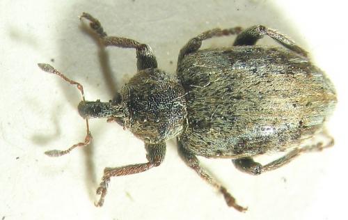 Hypera plantaginis