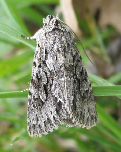 Xylocampa areola
