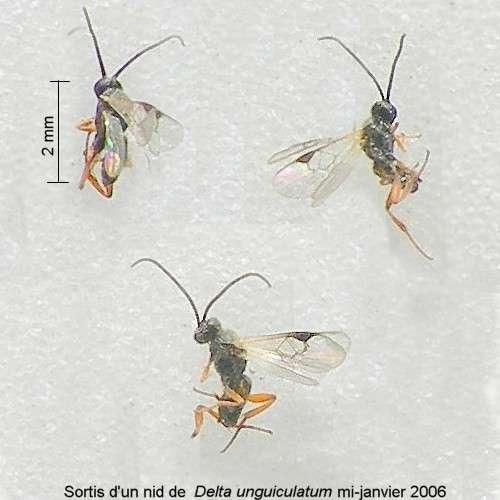 Réf. 7 570 : Microgastrinae inconnu