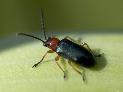 Réf. 7 655 : Oulema sp.