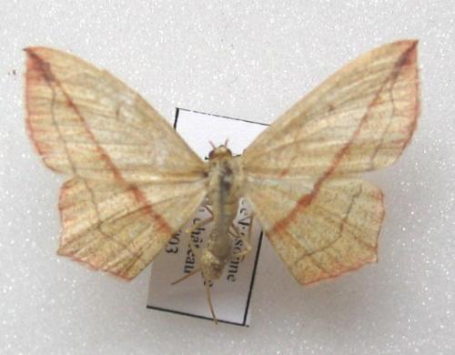 Timandra comae