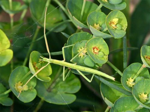 Clonopsis gallica