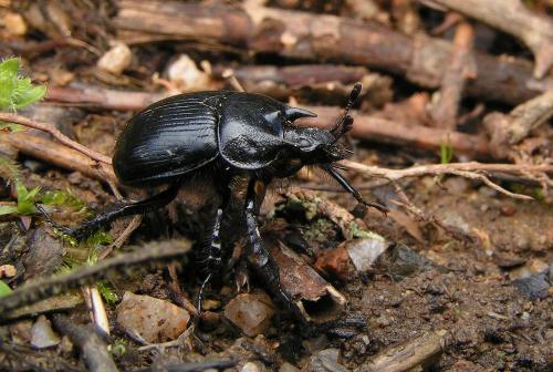 Réf. 7 769 : Typhaeus typhoeus