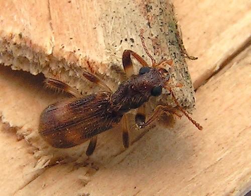 Réf. 7 203 : Opilo sp.
