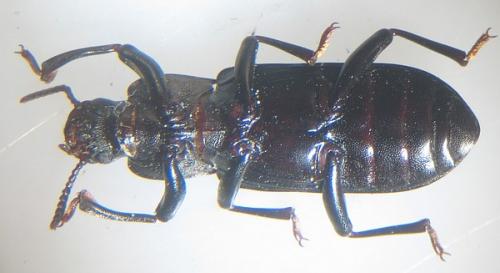 Réf. 7 252 : Menephilus cylindricus