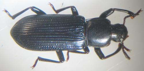 Réf. 7 251 : Menephilus cylindricus