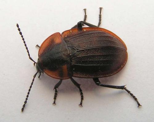 Phosphuga atrata