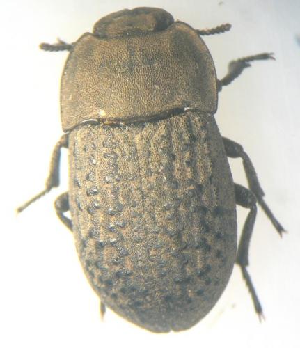 Opatrum sabulosum
