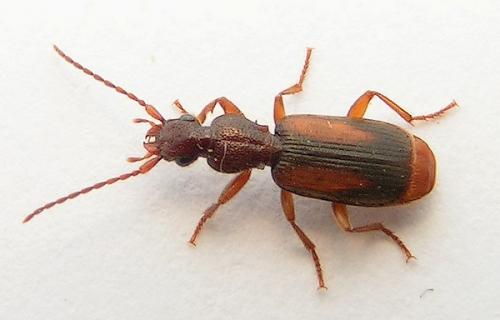 Réf. 7 477 : Polistichus connexus