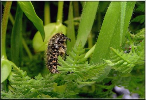 Oxythyrea funesta