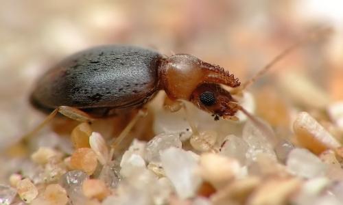 Réf. 7 872 : Mecynotarsus serricornis