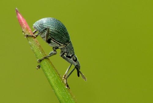 Oxystoma pomonae