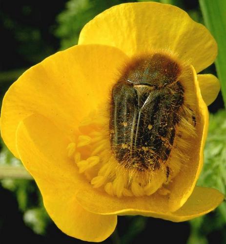 Tropinota squalida