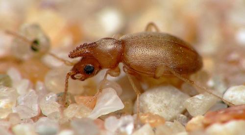 Réf. 7 885 : Mecynotarsus serricornis