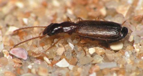 Réf. 7 891 : Paradromius linearis