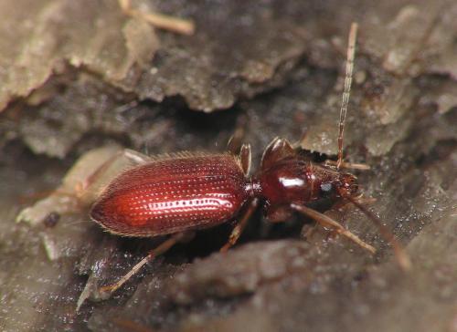 Apotomus rufus