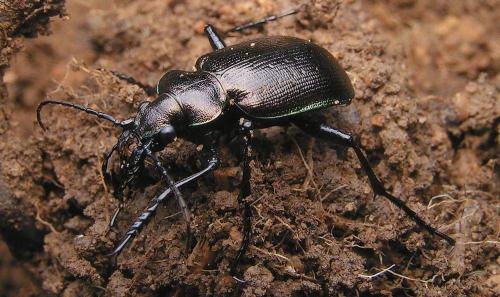 Réf. 7 005 : Calosoma inquisitor