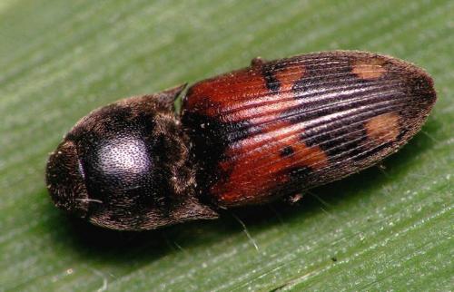 Réf. 7 995 : Drasterius bimaculatus