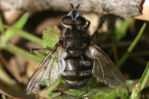 Panzeria puparum