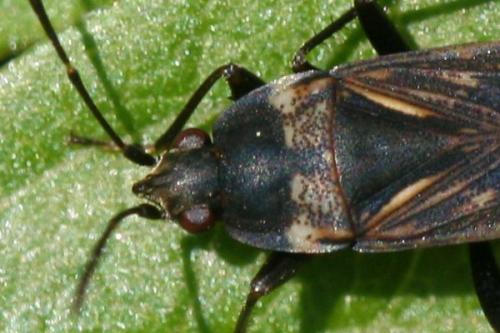 Réf. 7 976 : Rhyparochromus sp.