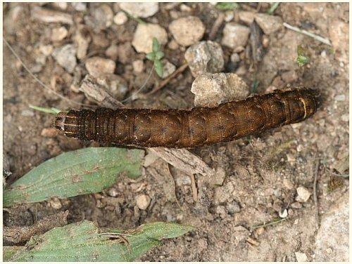 Noctua sp.