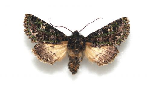 Réf. 7 456 : Valeria jaspidea
