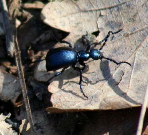 Réf. 7 410 : Meloe sp.
